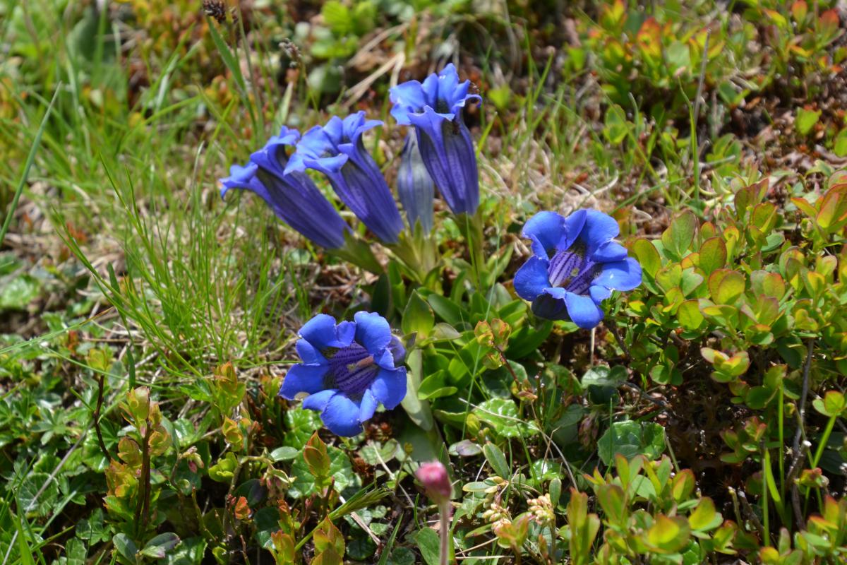 Platzer Alm 15.06.2023